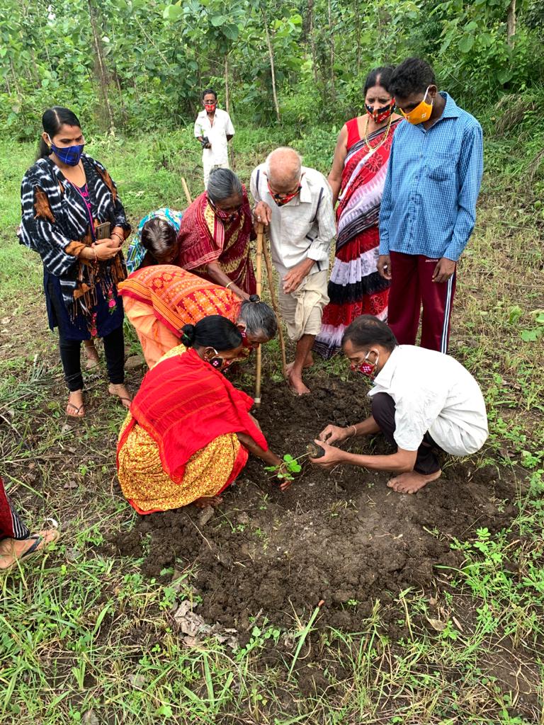PLANTATION